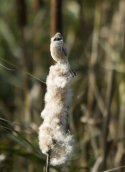 Penduline Tit
