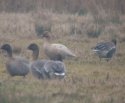 Pink Footed Goose