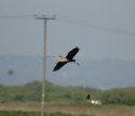 Purple Heron