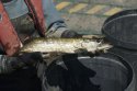 Pike