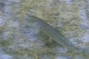 Pike