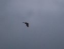 Common Pipistrelle