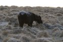 Dartmoor Pony