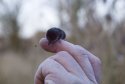 Pygmy Shrew