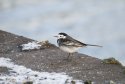 Pied Wagtail