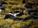 Red Breasted Goose