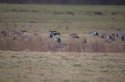 Red Breasted Geese