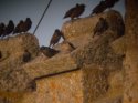 Rose Coloured Starling