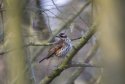 Redwing