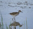Redshank