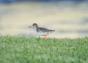Redshank