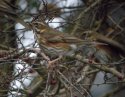 Waxwing