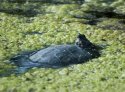 Red Eared Slider