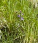 Red Helleborine