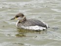 Red Necked Grebe