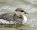 Red Necked Grebe