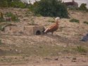 Ruddy Shelduck