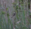 River Warbler