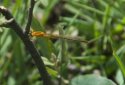 Scarce Blue Tailed Damselfly
