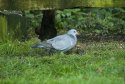 Stock Dove