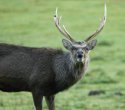 Sika Deer
