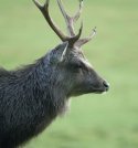 Sika Deer
