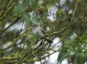 Spotted Flycatcher