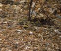 Shore Lark
