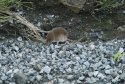 Pygmy Shrew