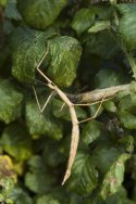 Unarmed Stick Insect