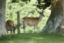 Sika Deer