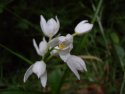 Sword Leaved Helleborine
