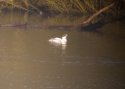 Smew