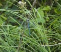 Southern Migrant Hawker