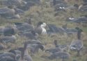 Snow Goose