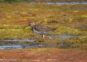 Solitary Sandpiper