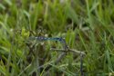 Southern Damselflyy