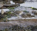 Spotted Sandpiper