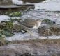 Spotted Sandpiper