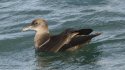 Sooty Shearwater
