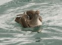 Sooty Shearwater