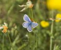 Silver Studded Blue ssp cretaceus