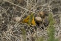 Silver Spotted Skipper