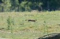 Stoat