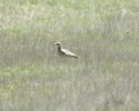 Stone Curlew