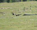 Stoat
