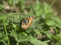Small Tortoiseshell