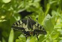 Swallowtail