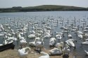 Mute Swans