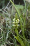 Small White Orchid